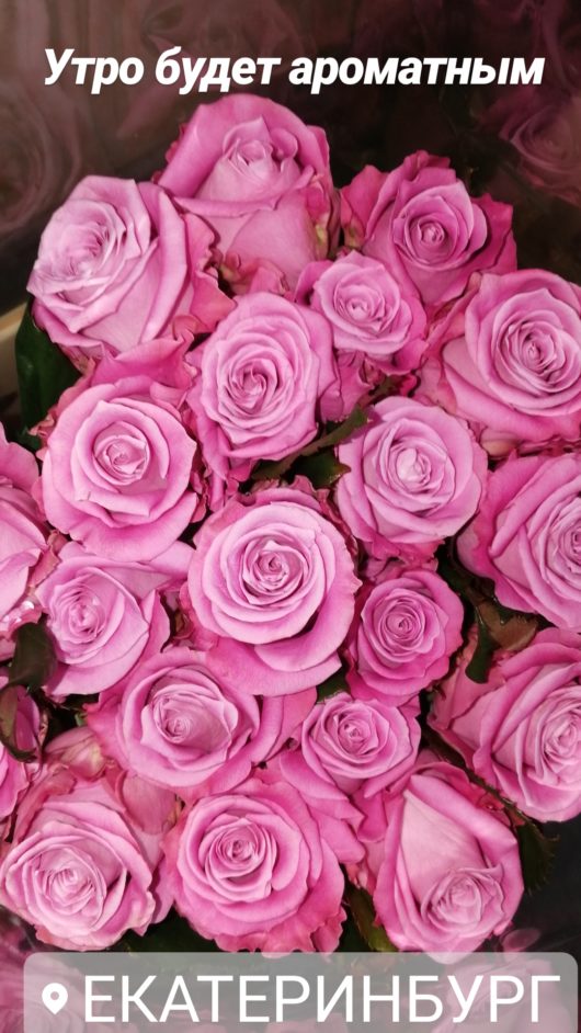 Букет из 37 розовых роз