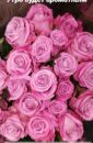 Букет из 37 розовых роз